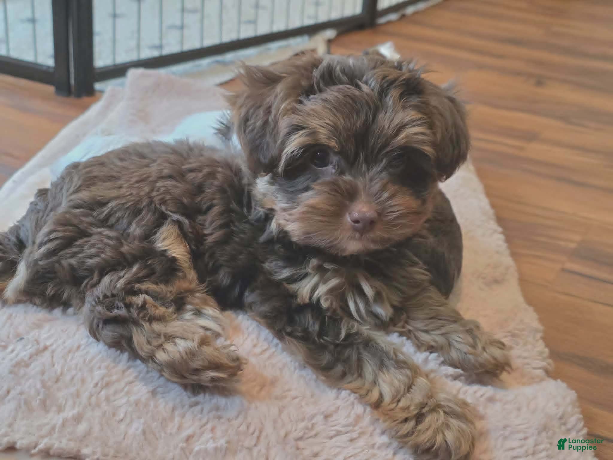 Yorkshire Terrier dogs Denver - Ad 21