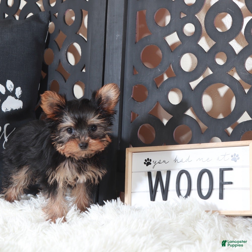 Yorkshire Terrier dogs Amber  - Ad 16