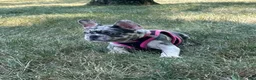 French Bulldog dogs for sale: Lily - Ad 7