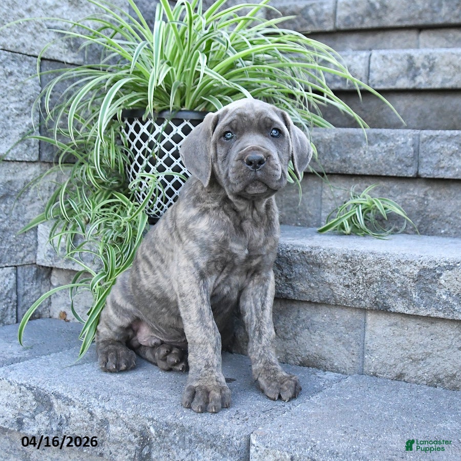 Cane Corso dogs Jazer - Ad 1