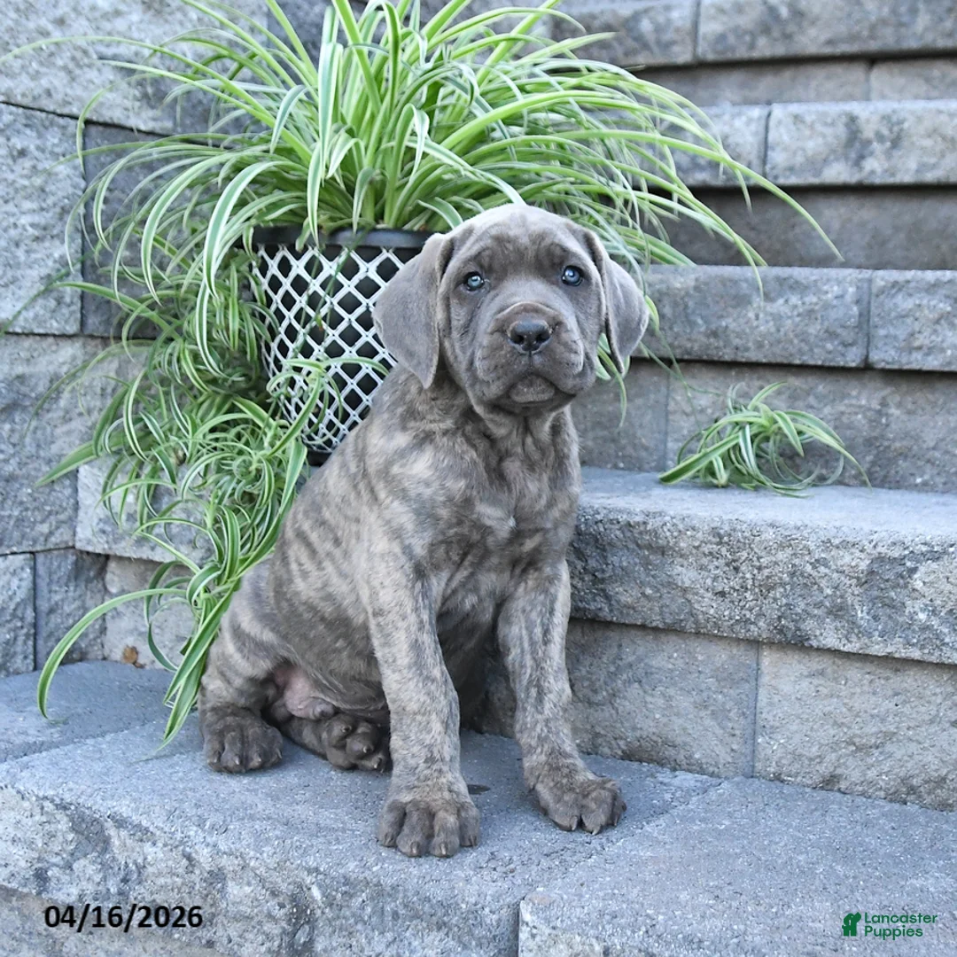 Cane Corso dogs for sale: Jazer - Ad 1