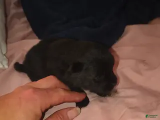 Pomeranian dogs Pomeranian Puppy 2 - Ad 1