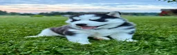 Siberian Husky dogs for sale: Billy - Ad 3
