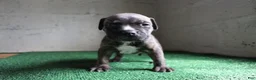 American Bulldog dogs for sale: Rocky - Ad 3