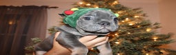 French Bulldog dogs for sale: Chunky - Ad 1