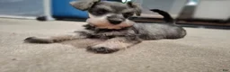 Miniature Schnauzer dogs for sale: Ms. POPCORN - Ad 14