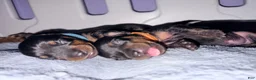 Miniature Pinscher dogs for sale: Luke - Ad 36