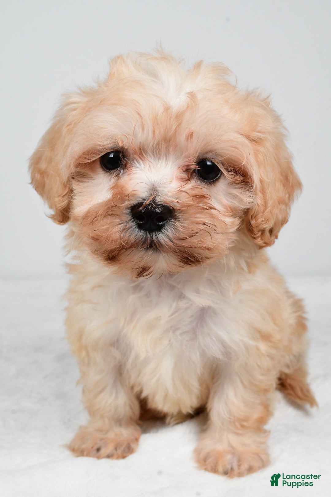 Maltipoo dogs for sale: Bella - Ad 1