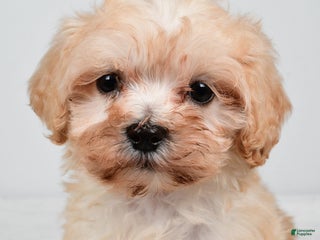 Maltipoo dogs Bella - Ad 40