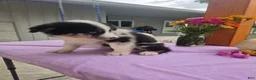 Australian Shepherd dogs for sale: Charlie - Ad 7