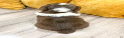 Australian Shepherd dogs for sale: Bella - Ad 4