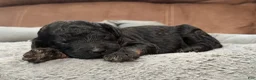 Standard Poodle dogs for sale: Mystic  - Ad 3