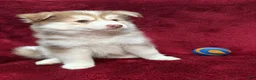 Pomsky dogs for sale: Isla - Ad 2