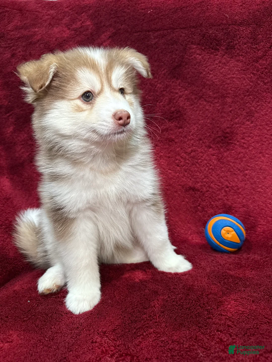 Pomsky dogs for sale: Isla - Ad 2