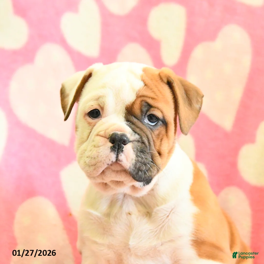 Olde English Bulldogge dogs for sale: Buttercup - Ad 2