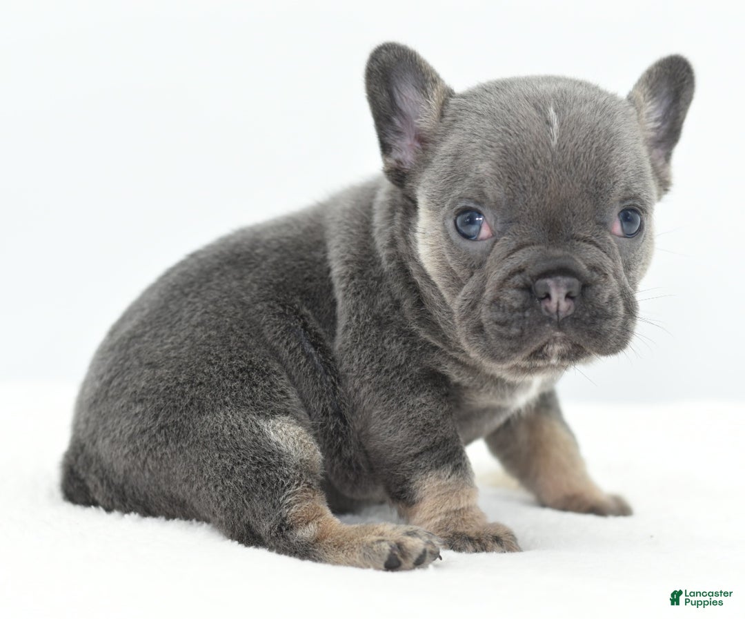 Mixed Breed dogs for sale: Queen lilac tricolor  - Ad 20