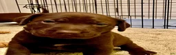 Mixed Breed dogs for sale: Mixed Breed 3 - Ad 13