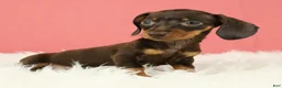 Miniature Dachshund dogs for sale: Scarlett 🌹 - Ad 6