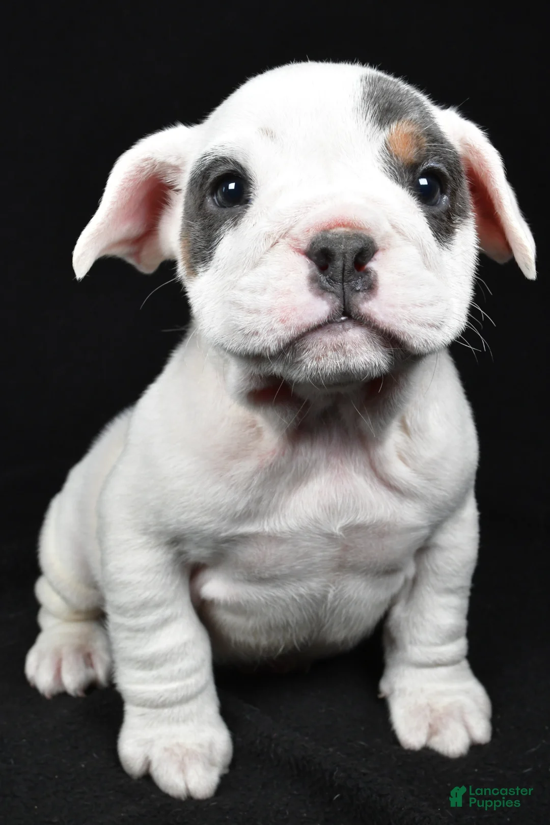 Beabull dogs for sale: Polly - Ad 5