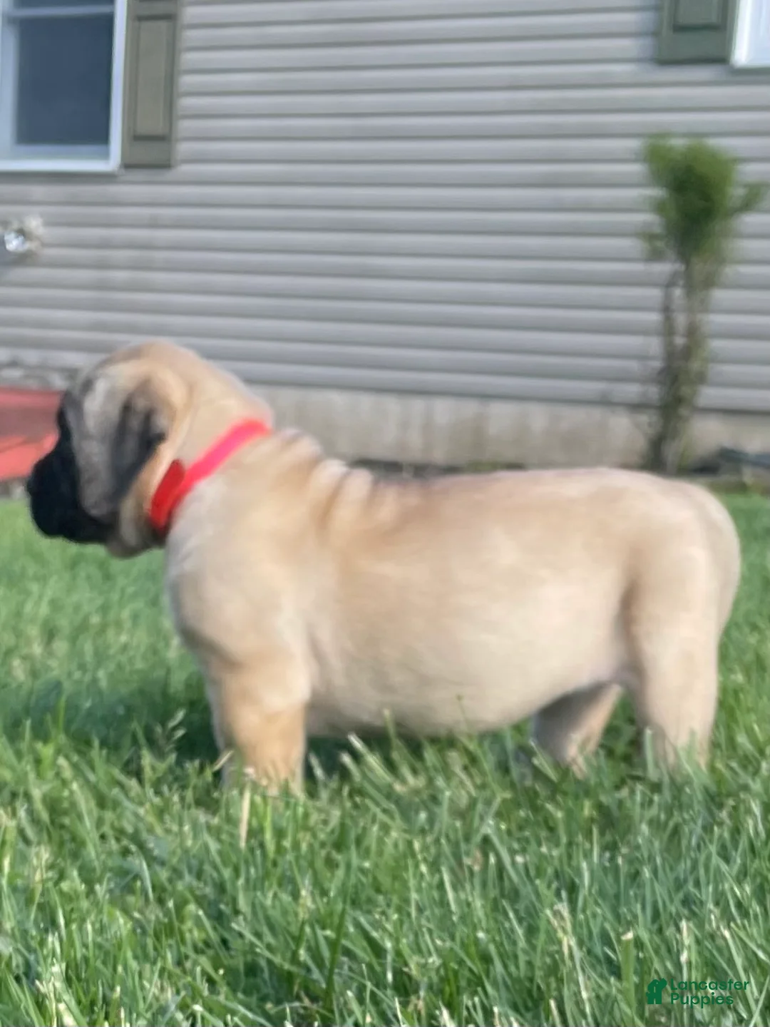 English Mastiff dogs for sale:  Penny - Ad 2