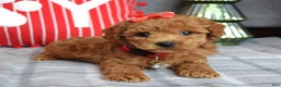 Miniature Poodle dogs for sale: Stella  - Ad 6