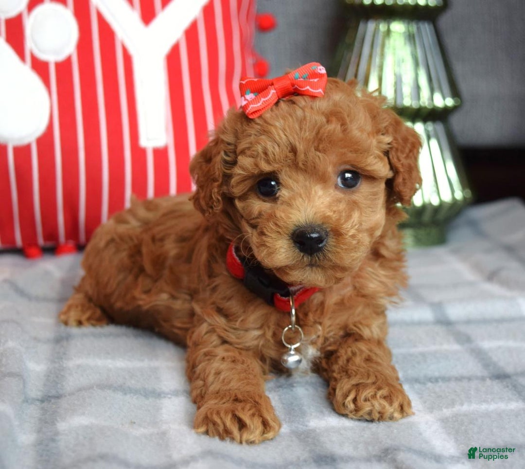 Miniature Poodle dogs for sale: Stella  - Ad 6
