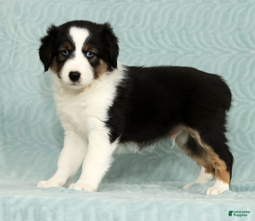 Australian Shepherd dogs for sale: Buddy - Ad 8