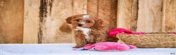 Cavapoo dogs for sale: Kit - Ad 4