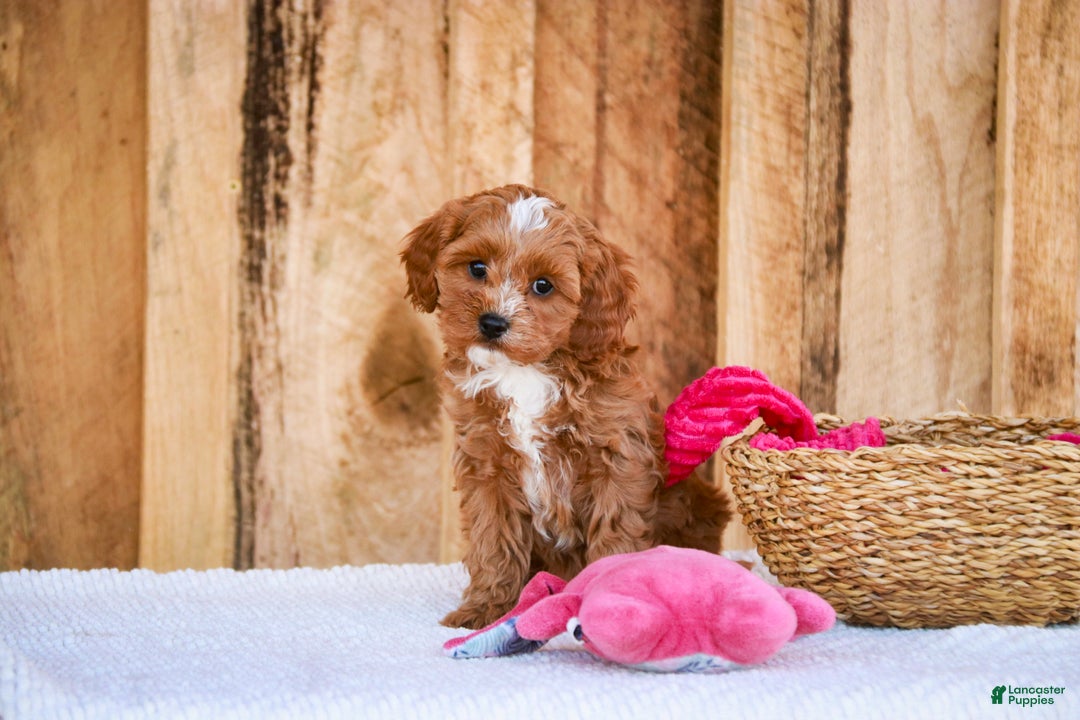 Cavapoo dogs for sale: Kit - Ad 4