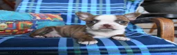 Boston Terrier dogs for sale: Question - Ad 3
