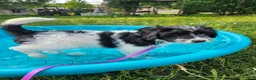 Bordoodle dogs for sale: Dotty  - Ad 4