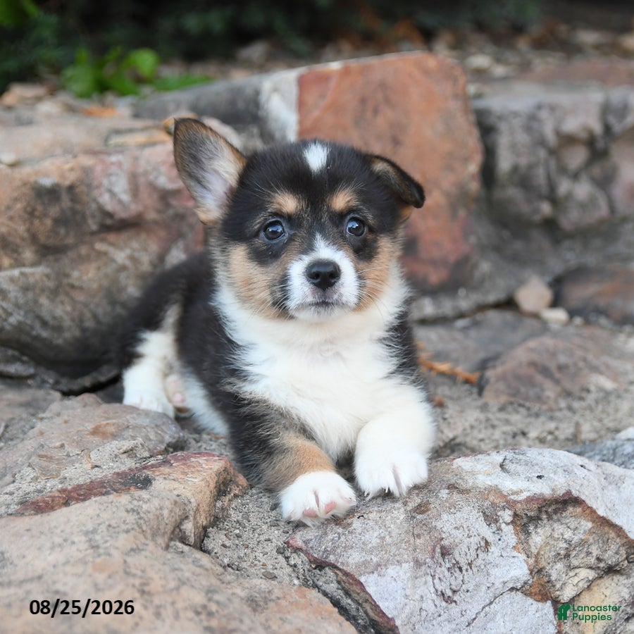Welsh Corgi Pembroke dogs Baboon - Ad 2