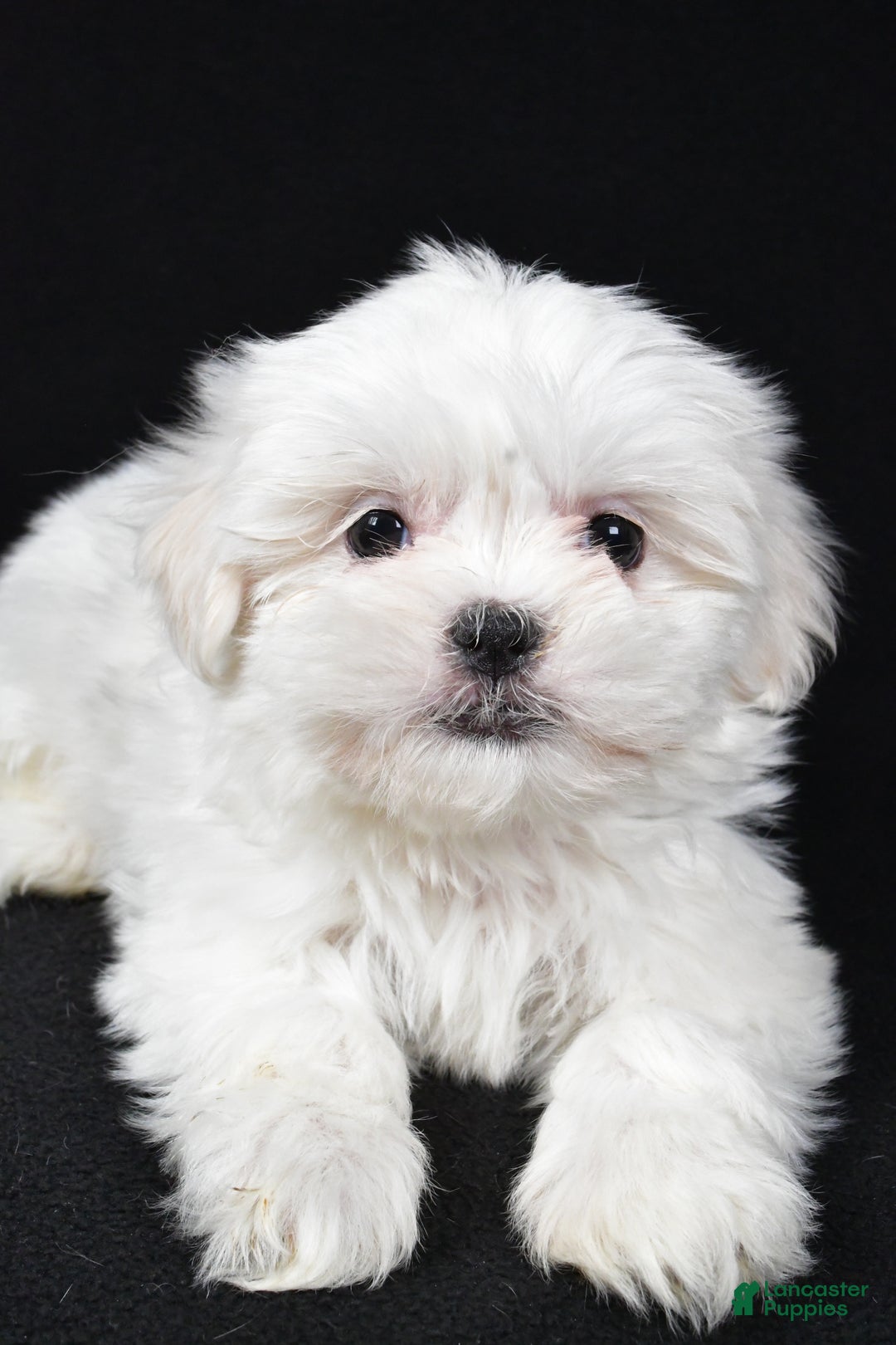 Malshi dogs for sale: Krissey - Ad 4