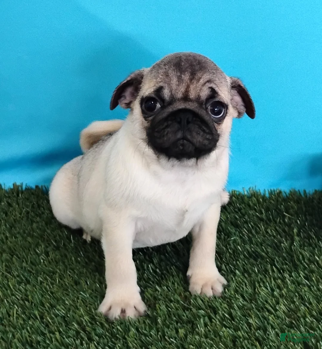 Pug dogs for sale: Pablo - Ad 6