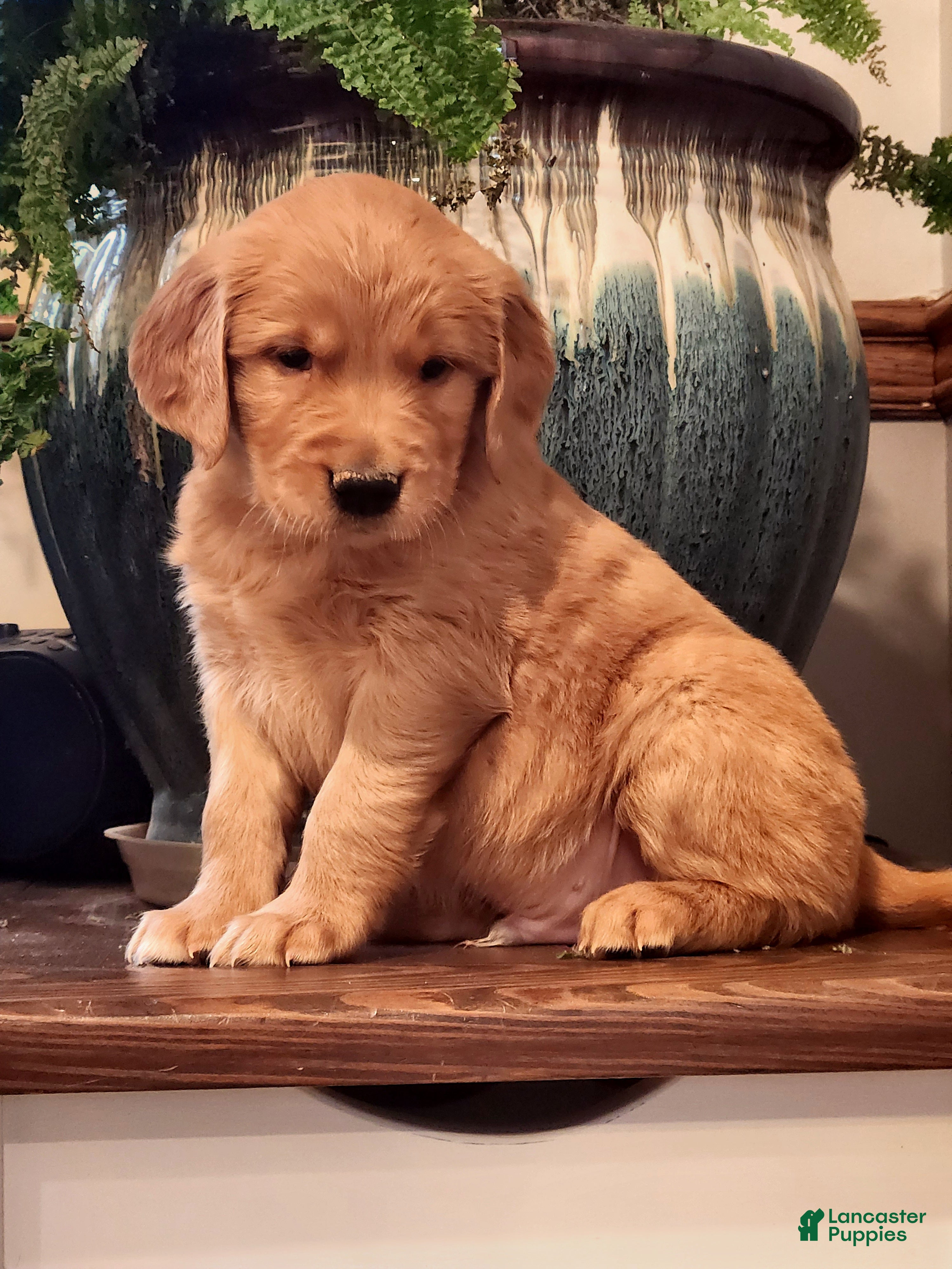 Golden Retriever dogs Randy - Ad 35