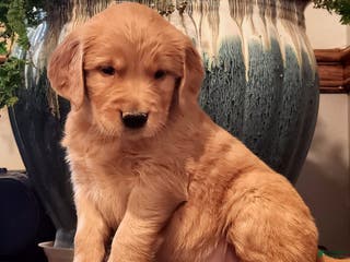 Golden Retriever dogs Randy - Ad 34