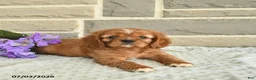 Cavalier King Charles Spaniel dogs for sale: Lancelot - Ad 3