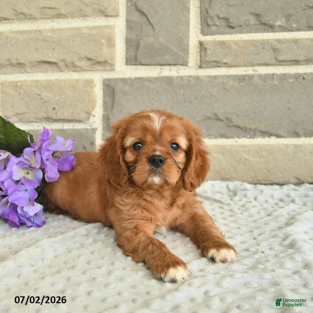 Cavalier King Charles Spaniel dogs for sale: Lancelot - Ad 3