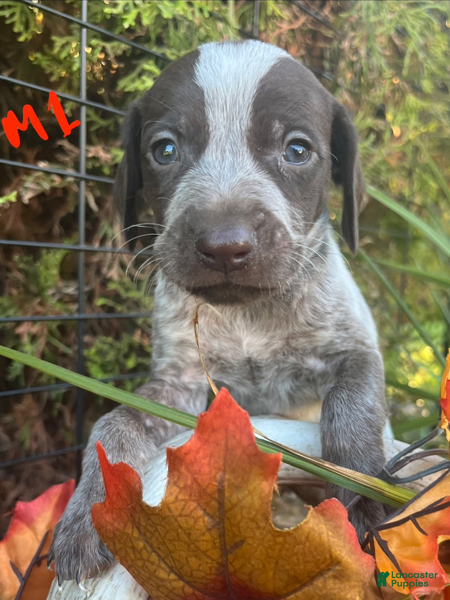 German Shorthaired Pointer dogs M1 - Ad 2