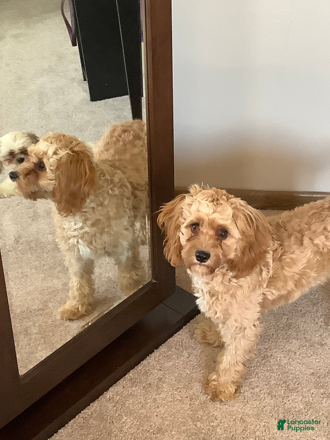 Cavapoo dogs for sale: Maverick - Ad 4