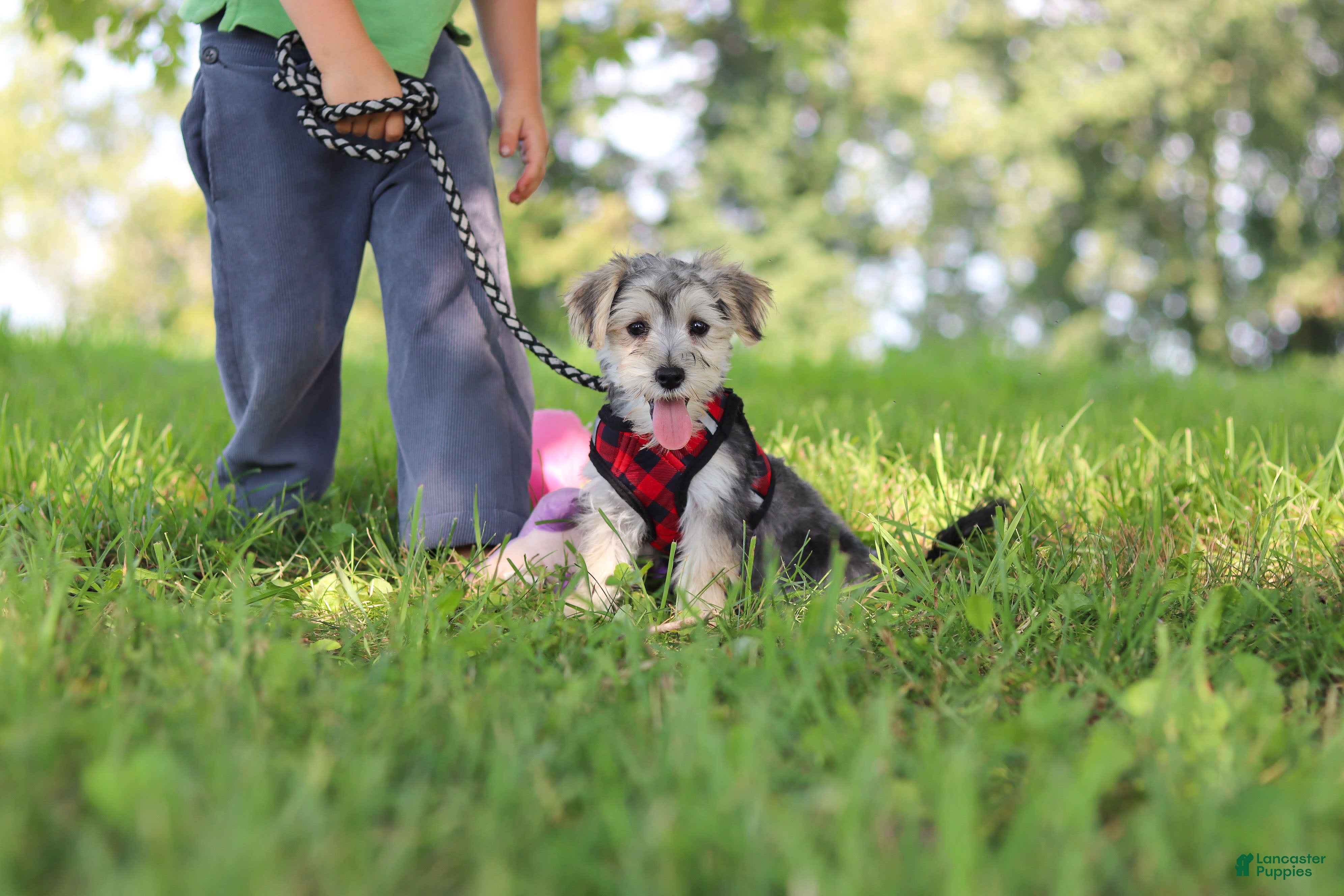 Morkie dogs Levi - Ad 2