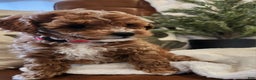 Cavapoo dogs for sale: Maggie - Ad 7