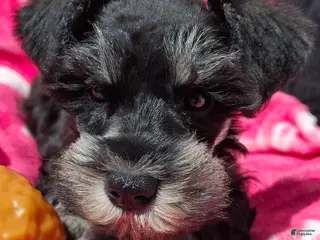 Miniature Schnauzer dogs MS PURPLE DERPLE - Ad 36