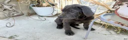 Cane Corso dogs for sale: ARES - Ad 3