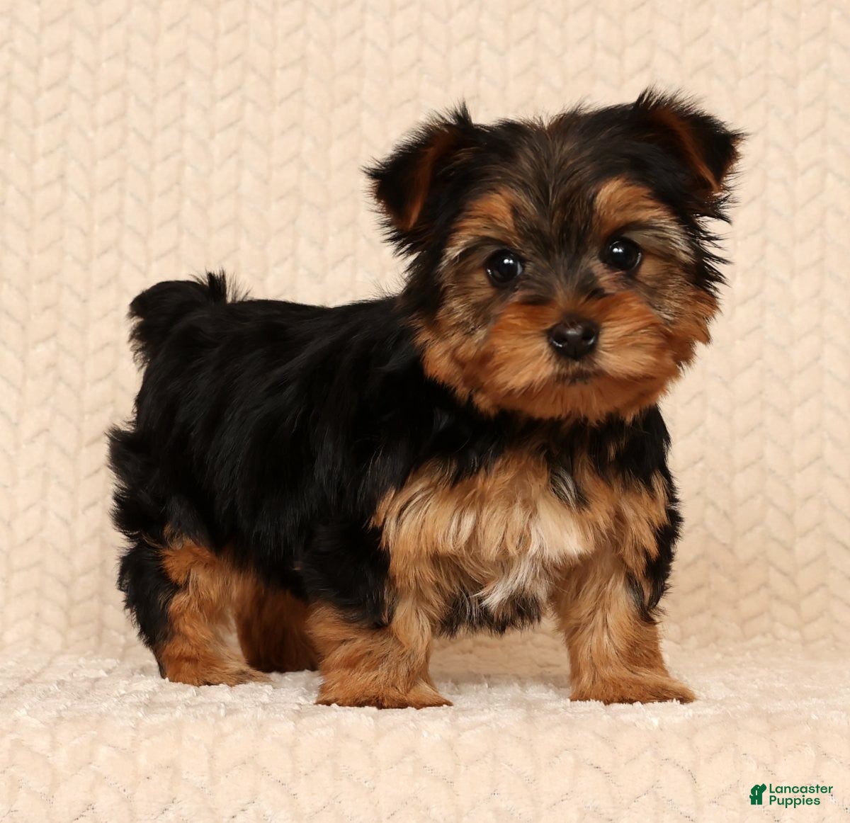 Yorkshire Terrier dogs Ginger - Ad 10