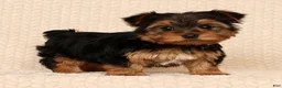 Yorkshire Terrier dogs for sale: Ginger - Ad 1