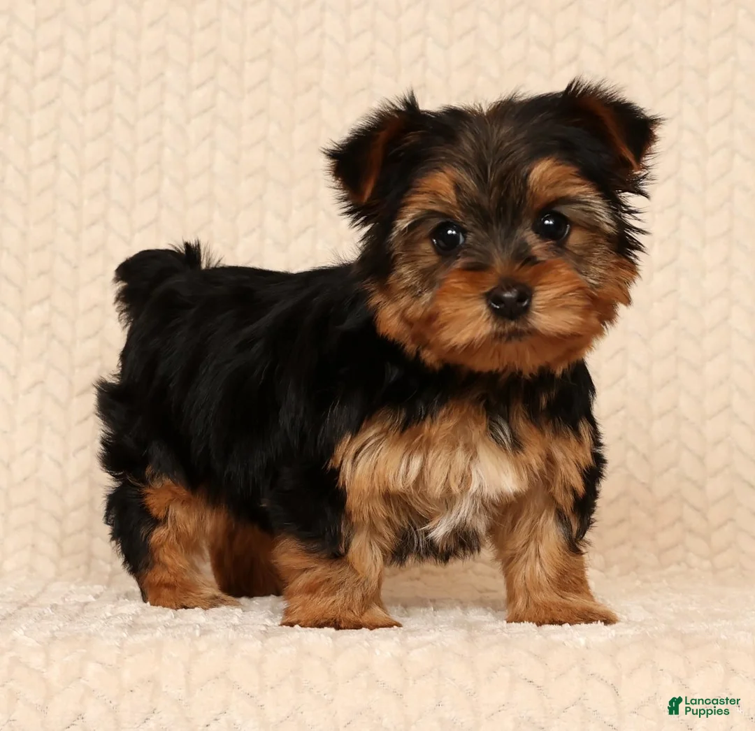 Yorkshire Terrier dogs for sale: Ginger - Ad 1