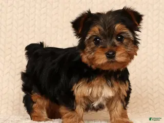 Yorkshire Terrier dogs Ginger - Ad 10