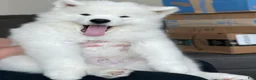 Samoyed dogs for sale: Charley - Ad 4