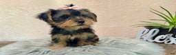 Yorkshire Terrier dogs for sale: Hallie - Ad 26